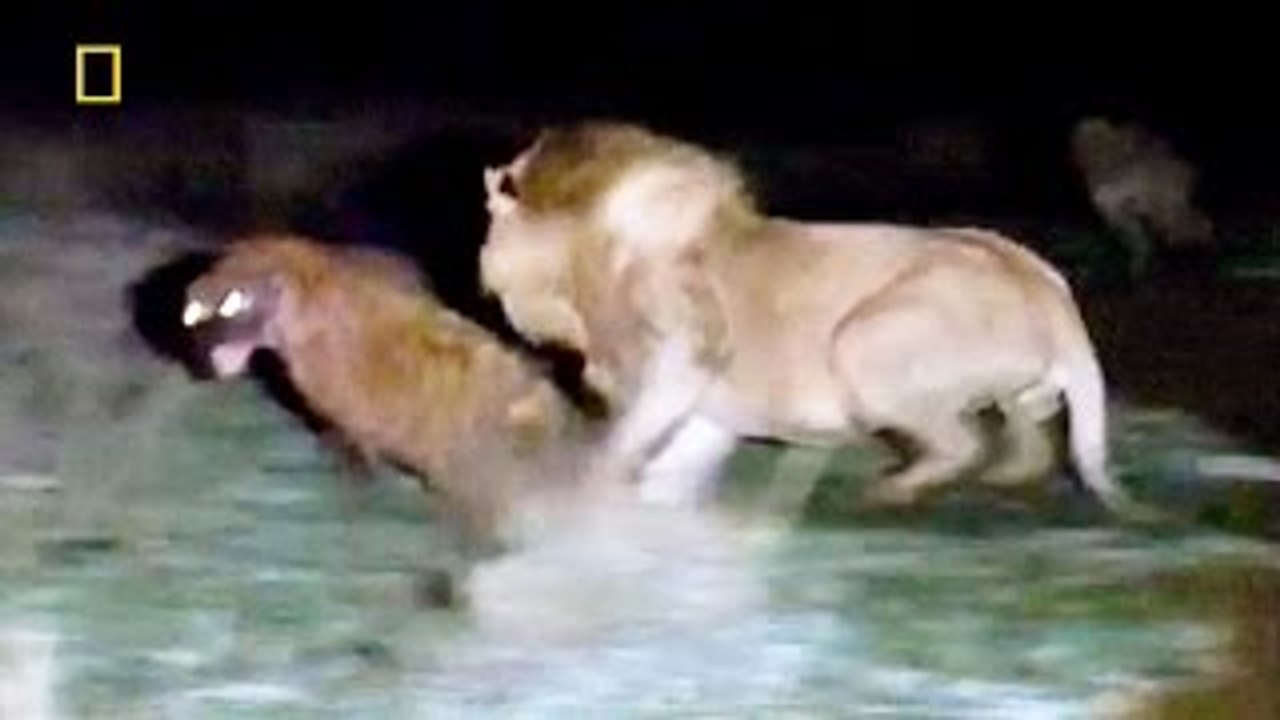Animal Documentary National Geographic APEX PREDATORS: Lion, Tiger, Cheetah, Hyena & More!