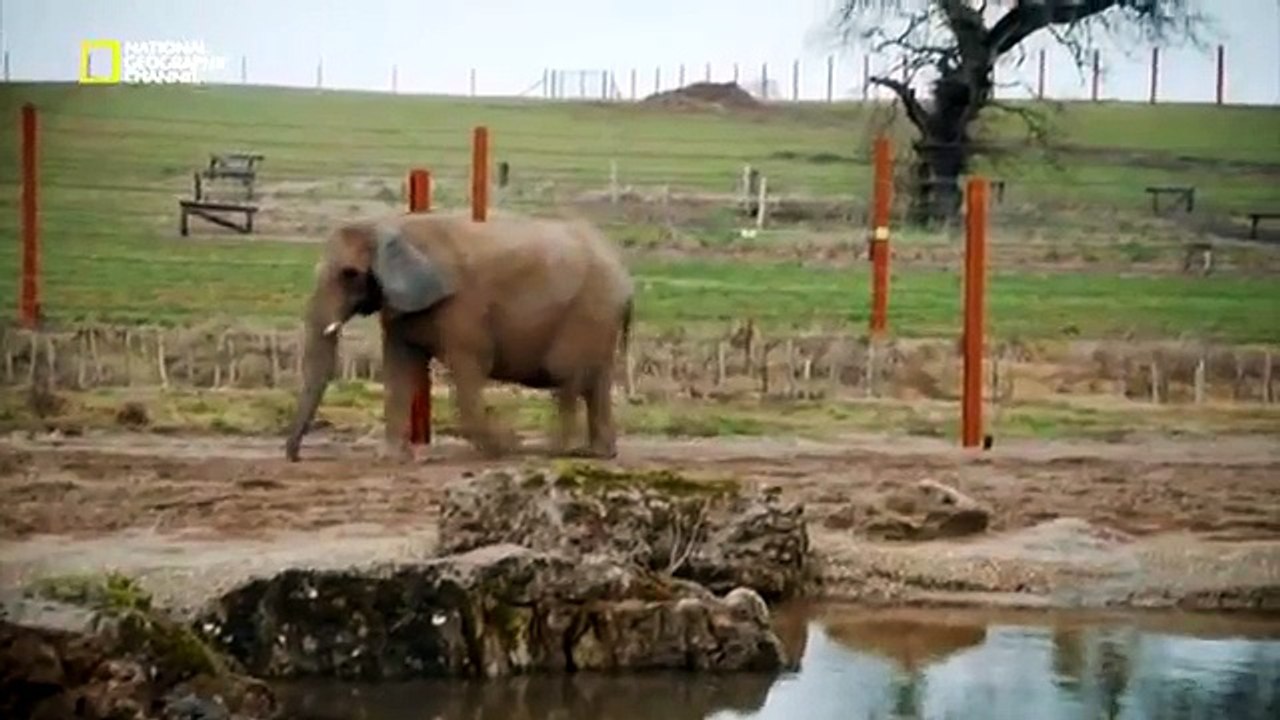 Самые большие  доисторические животные! Вымершие гиганты. - копия