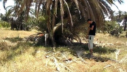jus de palmier metouia sud tunisie LAGMI عصير النخيل واحة المطوبة الجنوب التونسي