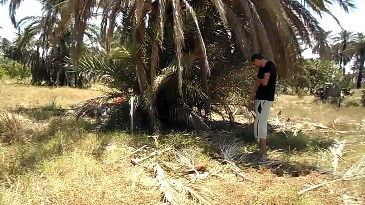 jus de palmier metouia sud tunisie LAGMI عصير النخيل واحة المطوبة الجنوب التونسي
