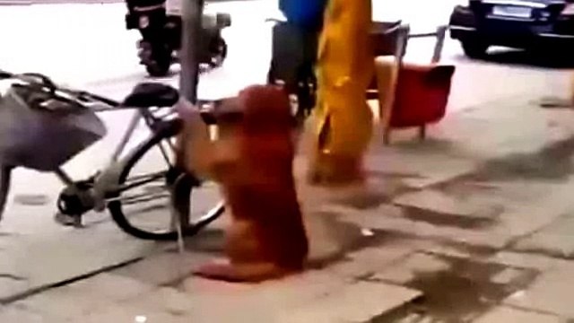 Мне бы такую собаку_коцовка супер!