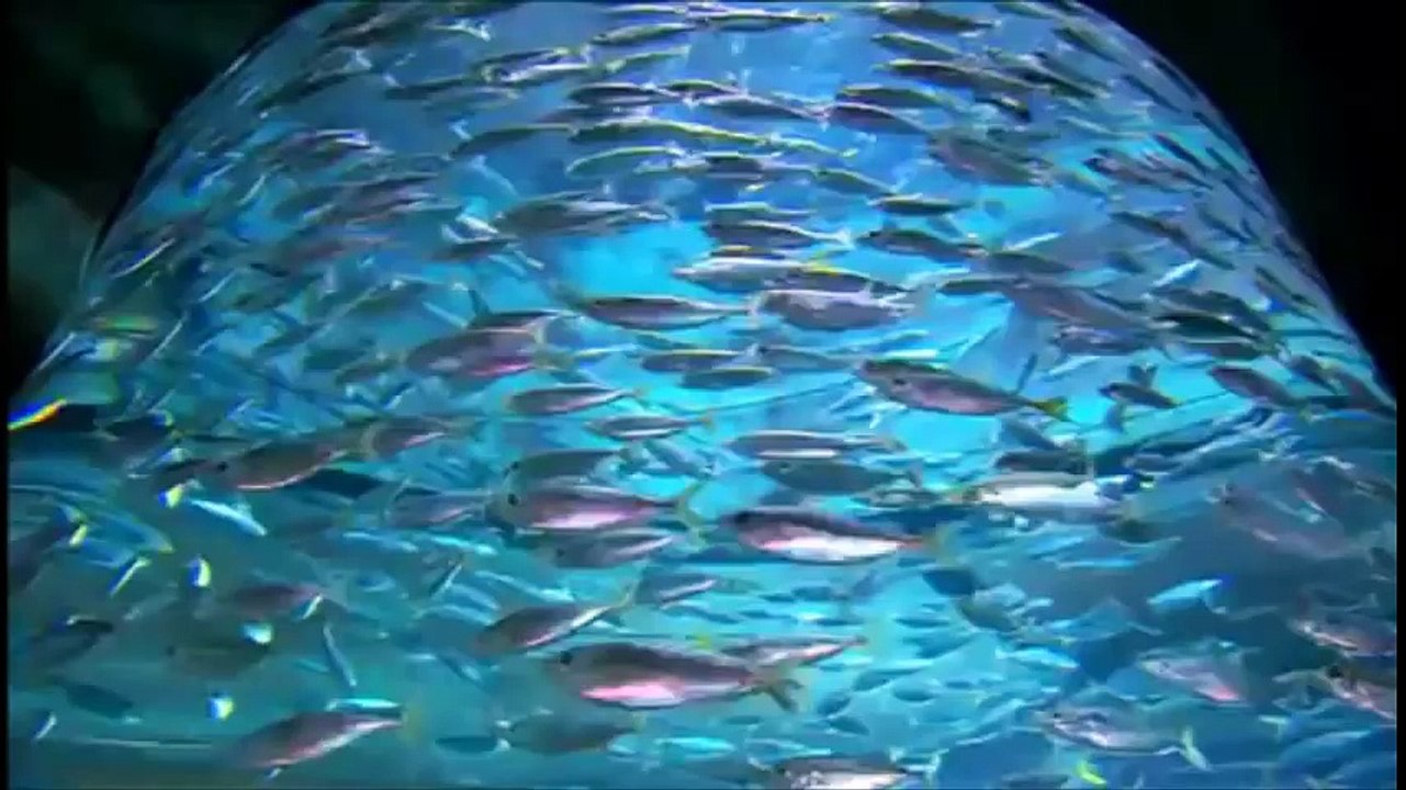 ATLANTIS LOST CHAMBER AND WILD WADI PARK DUBAI