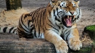 Animal Life Video: The Killer Bengal Tiger Documentary (Animal Documentary Full Length)