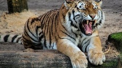 Animal Life Video: The Killer Bengal Tiger Documentary (Animal Documentary Full Length)