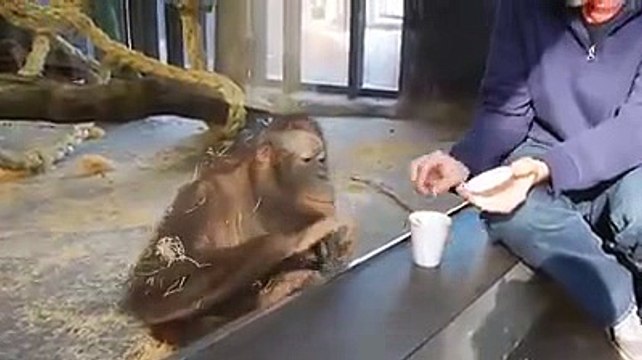 Sihirbazlık Numarası İle Gülme Krizine Giren Maymun