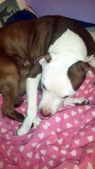 Une chienne surprotectrice ne veut pas laisser le père voir ses petits