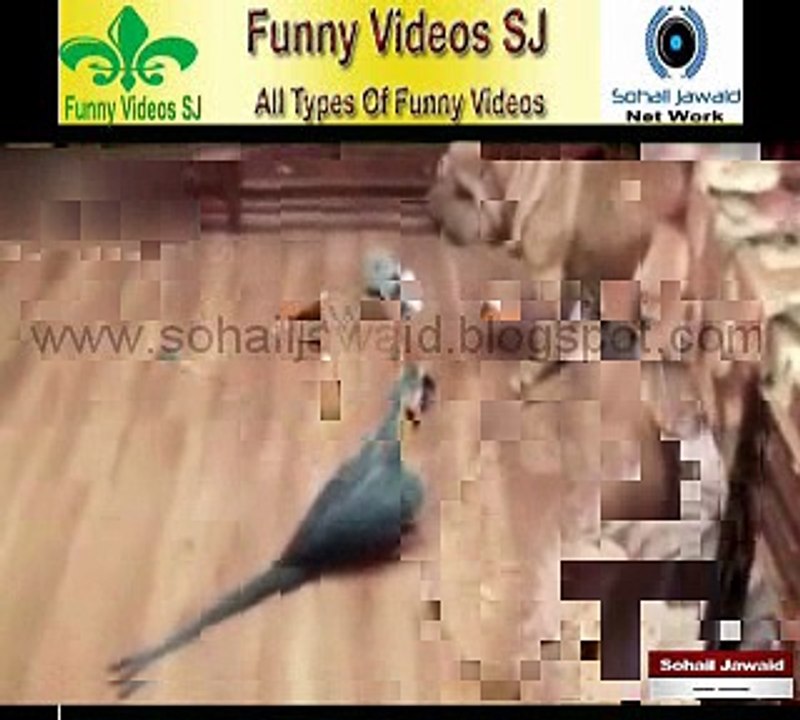Funny Animals Compilation SJ 12 – Fail Compilation