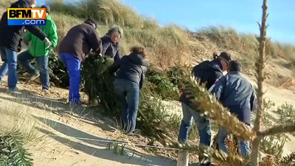 Sur l'ïle de Ré, des sapins de Noël pour consolider les dunes
