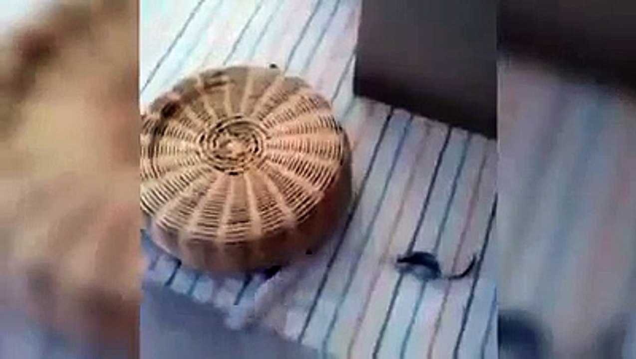 hilarious cat videos 2016,funny dog videos,funny cat videos for kids,funny cat (Funny Videos 720p)