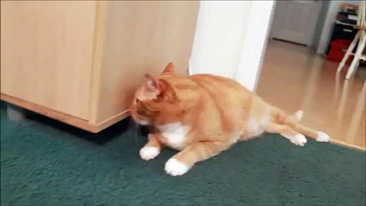 My cat is more interesting than the Flash (Funny Videos 720p)