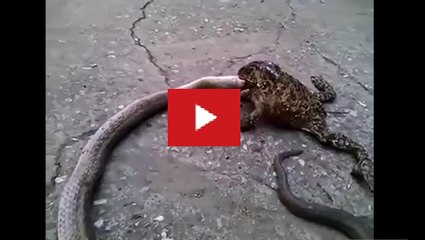 Taaqat te shareer da maan nhi krida....harkkh ch aaya te daddu v maan ni hunda....aaaahhh chakkk