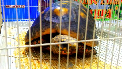 В ТЦ ВСТРЕТИЛИ ЧЕРЕПАШКУ ИЗ СРЕДНЕЙ АЗИИ