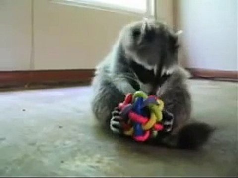Енот играет в игрушки. Забавный домашний енот