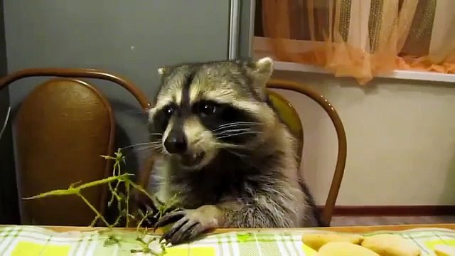 Енот с большим удовольствием ест виноград Смешной енот лакомится десертом