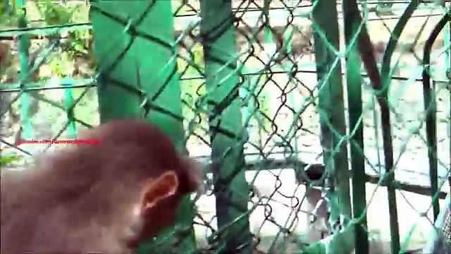 Зубы всегда пригодятся. Смешная обезьянка зубами открывает пакет