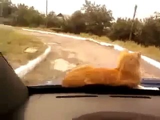 Кот спокойно ездит на капоте машины ПРИКОЛ