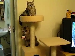 Кошачья мягкая мебель