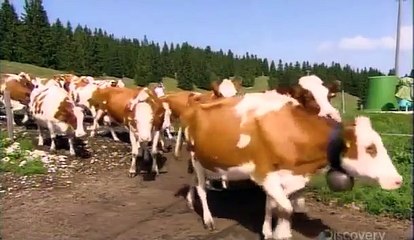 How Its Made 651 Cow Bells