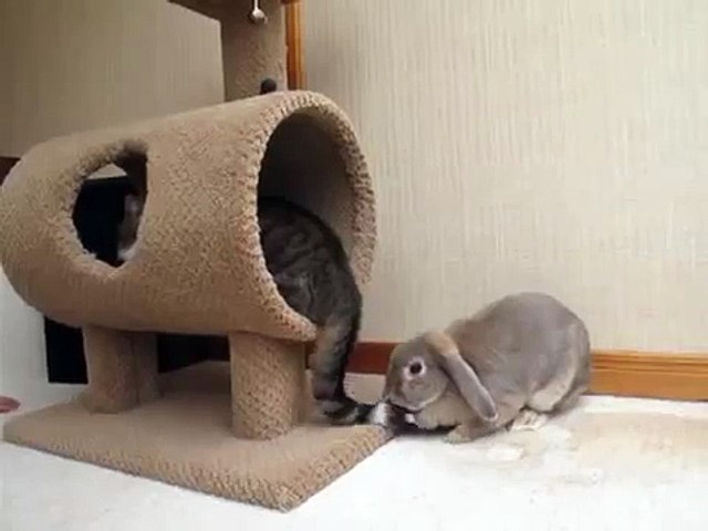 Кролик играет с хвостом кота ПРИКОЛ