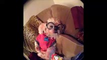 Hilarious Cute Doggies