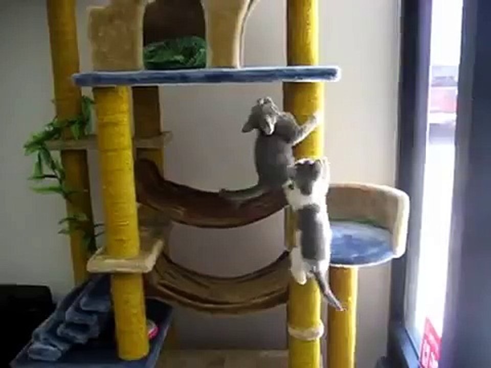 Прикольные домашние аттракционы для котов