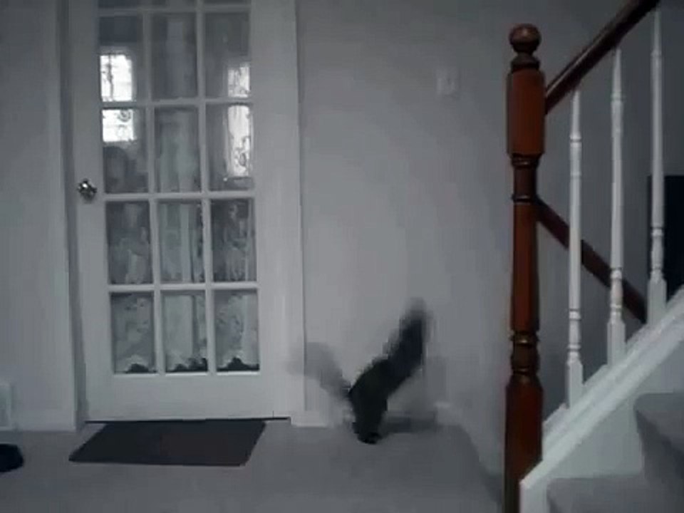 Прикольный микс, состоящий из одного единственного прыжка кота, НО КАКОГО!