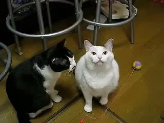 Толстые кот и кошка