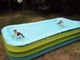 Коты играют на надувном бассейне как на батуте