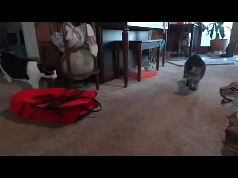 Куча котов и собака в ужасе от увиденного СУПЕР ПРИКОЛ С КОТАМИ И СОБАКОЙ