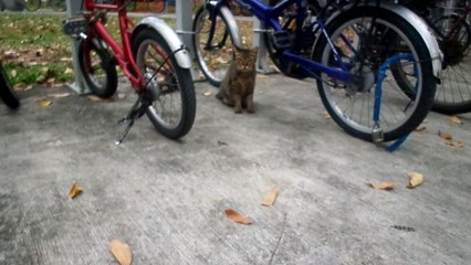 Superstar Celebrity Kurt Tay has a''Buddha Heart'',save cat on 22January2016(Fri)(1)