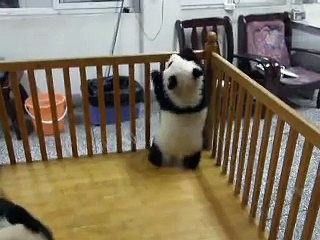 Escaping Baby Pandas
