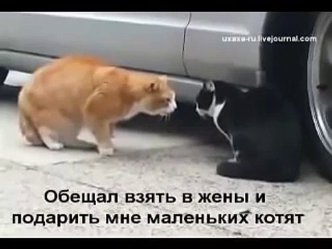 Семейная разборка кота и кошки Прикол