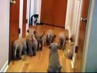 Толпа щенят атакуют кота