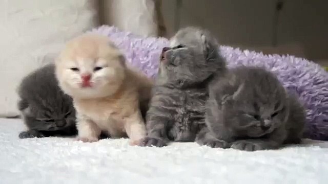 Четыре классных, пушистых, новорожденных котенка