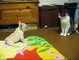 Щенок пытается поиграть с котом, но кот не умолим ПРИКОЛ ПРО КОТА И ЩЕНКА