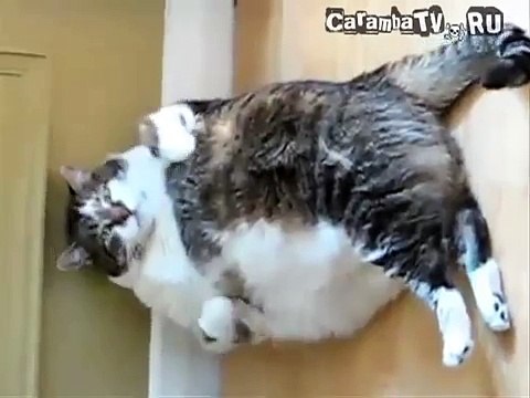 Нереально толстый кот пытается помыться ПРИКОЛ