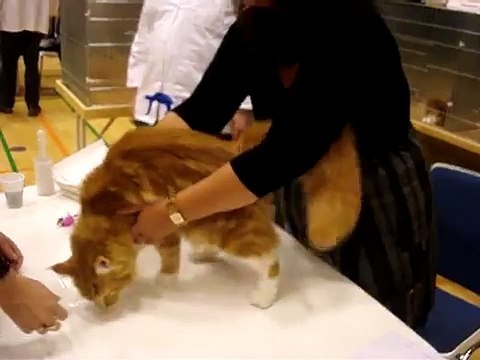 Осмотр кота перед соревнованиями