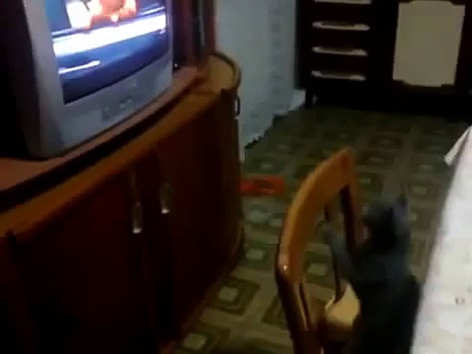 Отловный кот зырит телик! Приколы про кошек