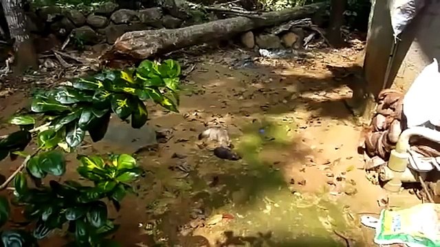 Охота кота на большую крысу прошла успешно