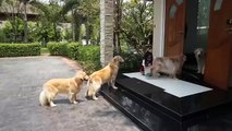 4 Cani Attendono Pazientemente In Fila Alla Porta: Il Motivo è Sorprendente