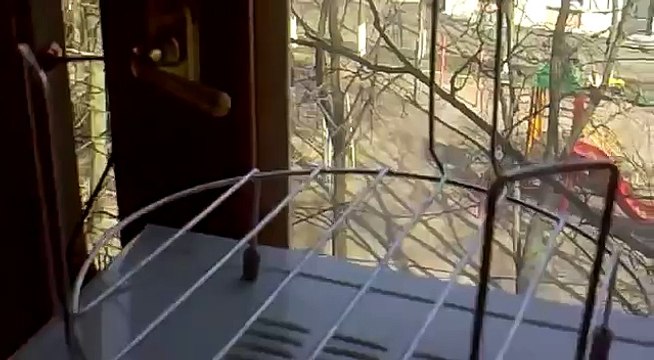 Рыжий кот лает как собака СУПЕР ПРИКОЛ