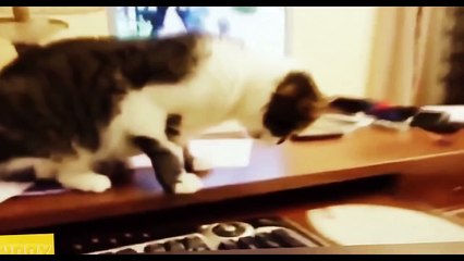 BEST 2 HOUR LONG FUNNY CAT COMPILATION - BIGGEST VIDEO of Funny Kitty Cat Fails & Kitten Moments
