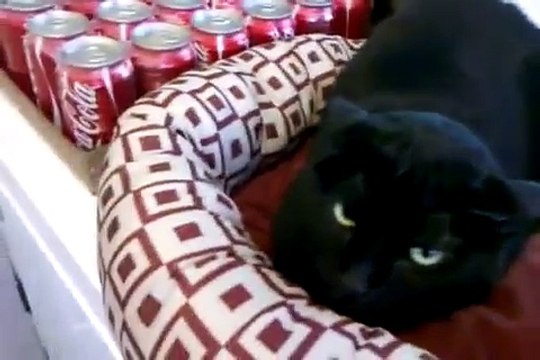 Самый злой кот в мире_Angry cat