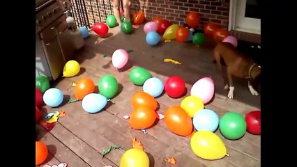 Приколы с животными подборка №30 Funny animals