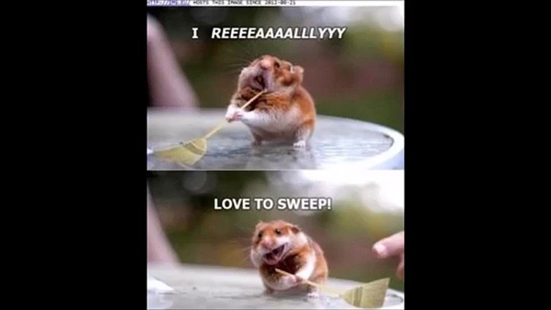 Funniest Animal Memes!!!!