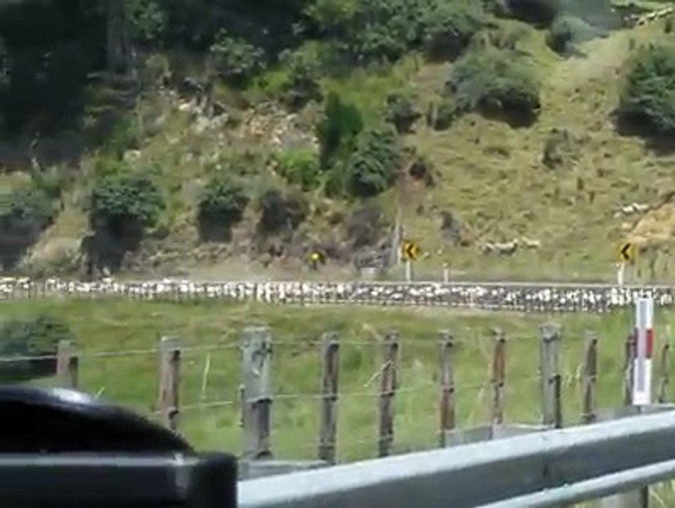 Goat Crowd On The Road | Goat March On The Street