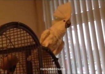 Comical Cockatoo Clowns Around