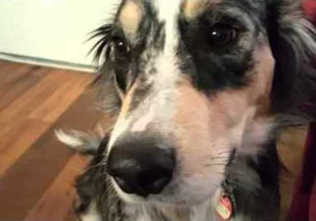 Dog Doesn't Like New Socks