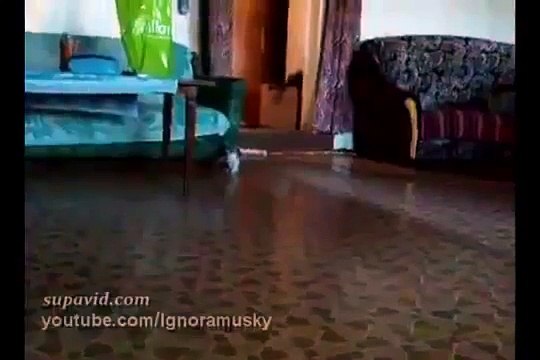 Фильм ужасов с котенком в главной роли