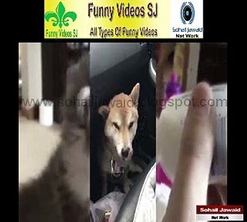 Funny Animal Compilation SJ 13 – Cats Compilation